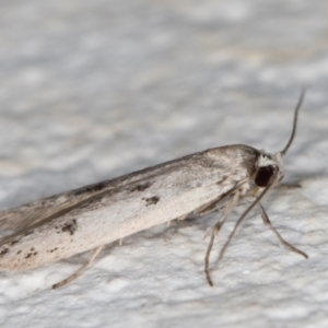 Oecophoridae provisional species 2 at Melba, ACT - 3 Dec 2021