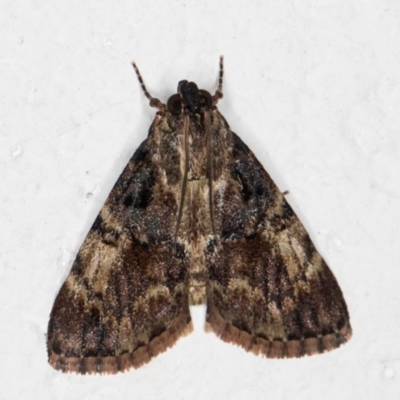 Orthaga thyrisalis (Teatree Web Moth) at Melba, ACT - 4 Dec 2021 by kasiaaus