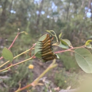 Lophyrotoma interrupta at Molonglo Valley, ACT - 6 Feb 2022 10:51 PM