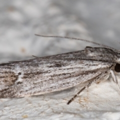 Lichenaula tuberculata at Melba, ACT - 4 Dec 2021