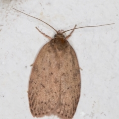 Garrha repandula (a Concealer Moth) at Melba, ACT - 4 Dec 2021 by kasiaaus