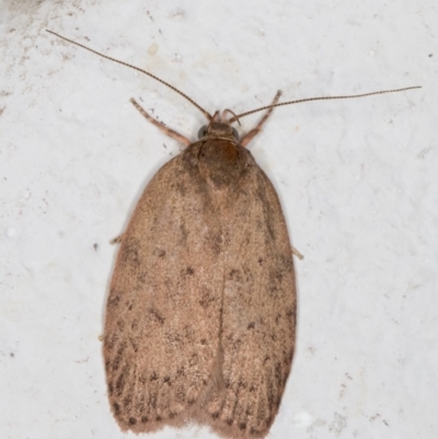 Garrha repandula (a Concealer Moth) at Melba, ACT - 4 Dec 2021 by kasiaaus