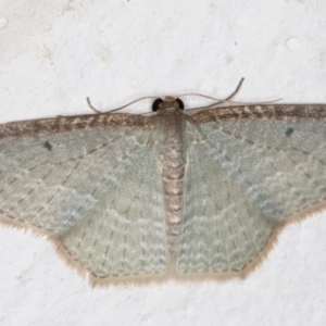 Poecilasthena pulchraria at Melba, ACT - 4 Dec 2021