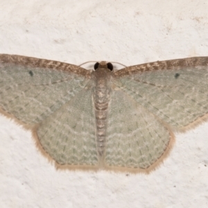 Poecilasthena pulchraria at Melba, ACT - 4 Dec 2021