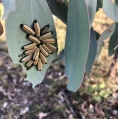 Paropsisterna cloelia (Eucalyptus variegated beetle) at Flea Bog Flat to Emu Creek Corridor - 6 Feb 2022 by Dora