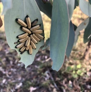 Paropsisterna cloelia at Belconnen, ACT - 6 Feb 2022