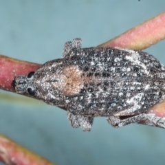 Oxyops fasciatus (A weevil) at Bango, NSW - 3 Feb 2022 by jb2602