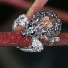 Oxyops fasciatus at Bango, NSW - 3 Feb 2022 10:43 AM