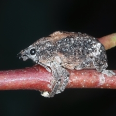 Oxyops fasciatus at Bango, NSW - 3 Feb 2022 10:43 AM