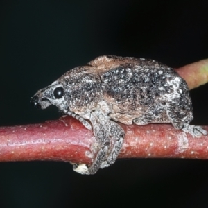 Oxyops fasciatus at Bango, NSW - 3 Feb 2022