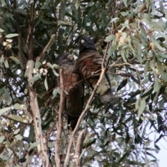 Callocephalon fimbriatum (Gang-gang Cockatoo) at Hughes, ACT - 6 Feb 2022 by LisaH