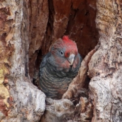 Callocephalon fimbriatum (Gang-gang Cockatoo) at Deakin, ACT - 6 Feb 2022 by LisaH