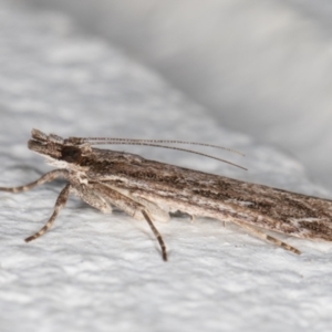 Scoparia emmetropis at Melba, ACT - 5 Dec 2021