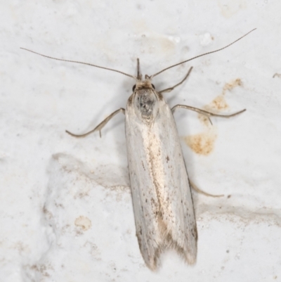 Philobota productella (Pasture Tunnel Moth) at Melba, ACT - 4 Dec 2021 by kasiaaus