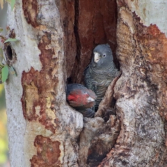 Callocephalon fimbriatum at Deakin, ACT - 6 Feb 2022