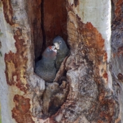 Callocephalon fimbriatum at Deakin, ACT - 6 Feb 2022