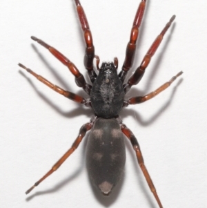 Lampona cylindrata at Evatt, ACT - 20 Jan 2022 01:59 PM