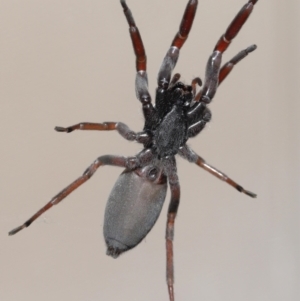 Lampona cylindrata at Evatt, ACT - 20 Jan 2022 01:59 PM