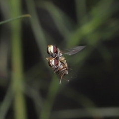 Simosyrphus grandicornis (Common hover fly) at Acton, ACT - 21 Jan 2022 by TimL