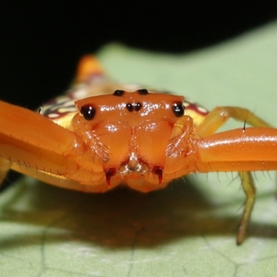 Arkys walckenaeri (Triangle spider) at Acton, ACT - 21 Jan 2022 by TimL