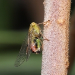 Unidentified Leafhopper & planthopper (Hemiptera, several families) at Acton, ACT - 21 Jan 2022 by TimL