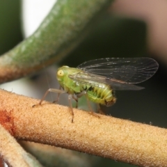 Psyllidae sp. (family) (Unidentified psyllid or lerp insect) at ANBG - 21 Jan 2022 by TimL