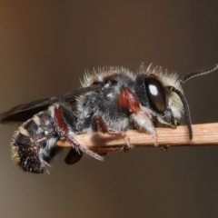 Megachile leucopyga at Acton, ACT - 21 Jan 2022 by TimL