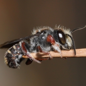 Megachile leucopyga at Acton, ACT - 21 Jan 2022 11:31 AM