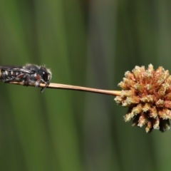 Megachile leucopyga at Acton, ACT - 21 Jan 2022