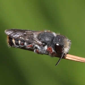 Megachile leucopyga at Acton, ACT - 21 Jan 2022