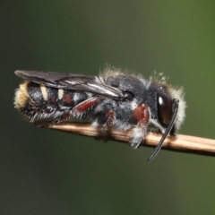 Megachile leucopyga at Acton, ACT - 21 Jan 2022 11:31 AM