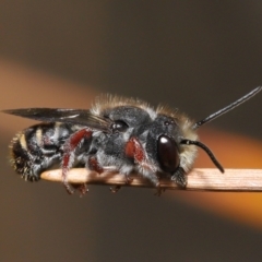 Megachile leucopyga at Acton, ACT - 21 Jan 2022