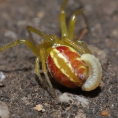 Deliochus pulcher (Beautiful Deliochus spider) at Acton, ACT - 21 Jan 2022 by TimL