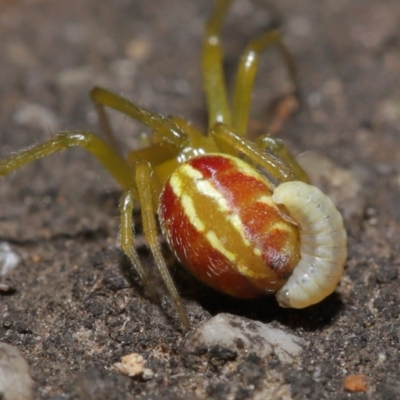 Deliochus pulcher (Beautiful Deliochus spider) at Acton, ACT - 21 Jan 2022 by TimL