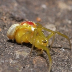 Deliochus pulcher at Acton, ACT - 21 Jan 2022