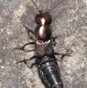 Staphylinidae (family) at Acton, ACT - 21 Jan 2022