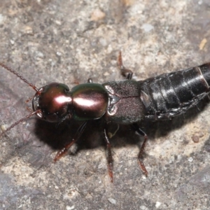 Staphylinidae (family) at Acton, ACT - 21 Jan 2022