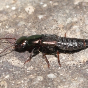 Staphylinidae (family) at Acton, ACT - 21 Jan 2022 12:44 PM