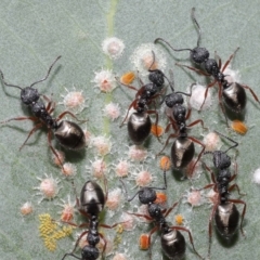 Dolichoderus scabridus (Dolly ant) at Acton, ACT - 21 Jan 2022 by TimL