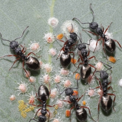 Dolichoderus scabridus (Dolly ant) at ANBG - 21 Jan 2022 by TimL