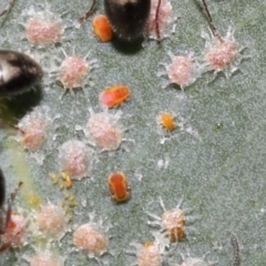 Dolichoderus scabridus at Acton, ACT - 21 Jan 2022