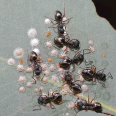 Dolichoderus scabridus at Acton, ACT - 21 Jan 2022