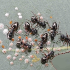 Dolichoderus scabridus at Acton, ACT - 21 Jan 2022