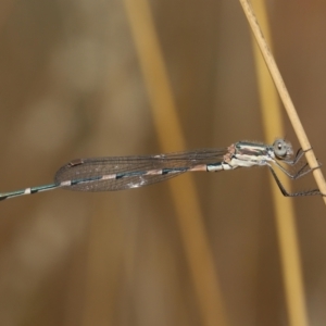 Austrolestes leda at Acton, ACT - 23 Jan 2022 11:47 AM