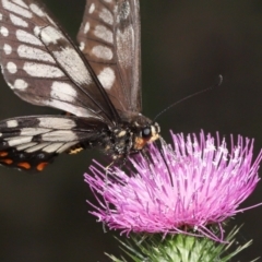 Papilio anactus (Dainty Swallowtail) at Acton, ACT - 23 Jan 2022 by TimL