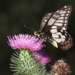 Papilio anactus at Acton, ACT - 23 Jan 2022