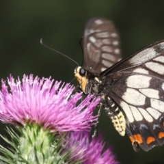 Papilio anactus at Acton, ACT - 23 Jan 2022