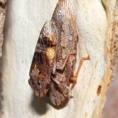 Stenocotis depressa (Leafhopper) at ANBG - 23 Jan 2022 by TimL