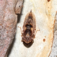 Stenocotis depressa at Acton, ACT - 23 Jan 2022