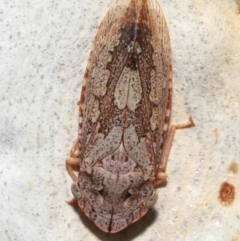 Stenocotis depressa at Acton, ACT - 23 Jan 2022